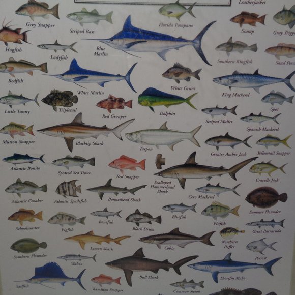 FISHES OF THE SOUTHEAST ATLANTIC COAST New 550 Piece Jigsaw Puzzle - Picture 5 of 12